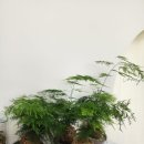 리디아공방