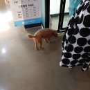 맡겨보개 이미지