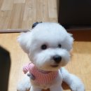 오도DOG 펫살롱 이미지