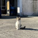 푸른마을경로당 | 가인리 천포마을 역사를 볼 수 있는 맷돌과 기념비