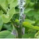 양평군농업기술센터 이미지