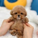 펫사랑일산점 이미지