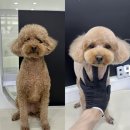리브스테