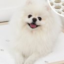 조은애견 이미지