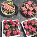 스타벅스 김해진영DT점 이미지