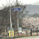 대규미나리 이미지