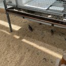 경주부화장 이미지