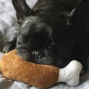 포레스트문 이미지