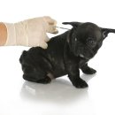 검단종합동물병원 이미지