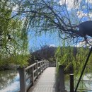 강아지산책 | 밀양 위양지 강아지 산책후기 :: 주차장, 왕사남, 거북이, 그리고 딸기