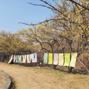 산수유축제장 이미지