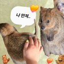 (주)뉴가야고속관광 | [🇦🇺] 쿼카 안아🦫🧡... (진짜안았음) / 26년 2-3월 호주 혼자여행 / 6일차 (시드니)