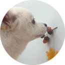 도토리 강아지 유치원 | 평택강아지유치원 멍프리스쿨 , 강아지일기 유치원알림장기록ing❤️