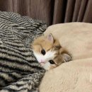 인성 카카오 검색결과