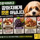 테일웨거 | 강아지가 먹으면 안 되는 음식 7가지, "한 입쯤 괜찮겠지"가 가장 위험합니다.