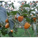 학송농장 이미지