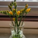 한아름 | 프리지아 5단 9000원 농라 한아름 플라워 구매 후기 내돈내산