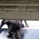 아침동물병원 이미지