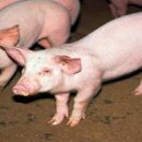 크린환경사료 이미지