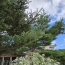 펜션무이 | 평창 펜션무이 후기｜자연 속 고요함이 머무는 하루🌲