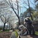 신도안동물병원
