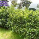 상예동-1 이미지