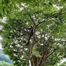 아보리스트 2급 자격증 과정 이미지