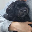 [이모저모고모] 요즘 핫한 스위치온 다이어트 - 셋째 주 후기... 실패... 둘째 주 다시 한번 더더...
