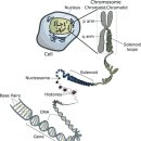 핵산 (DNA, RNA) 구조 이미지