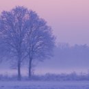 나무의꿈 이미지