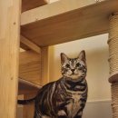 언제나고양이 이미지