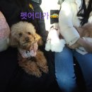 펫어디가 이미지