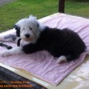 빗질해줄개 이미지