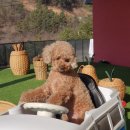 개몽이네 이미지