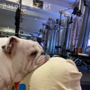 코카머슬로즈PT | 화곡동헬스 코카머슬 로즈 PT 가격 후기