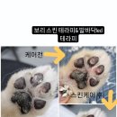 끌리개 이미지
