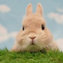 골드래빗(GOLD RABBIT)