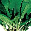 한국종묘농약사 이미지