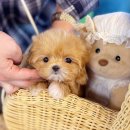 루이스펫샵 의정부 강아지분양 애견미용샵 | 동두천강아지분양 애견샵에서 받으면?