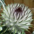 거미줄엉겅퀴 [Cirsium occidentale] 이미지