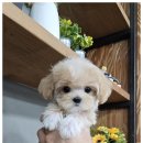 러브애견 이미지