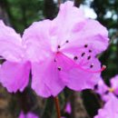 感懷(감회) 杜鵑花 (두견화)- 李齊賢(이제현), 이미지