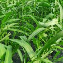 모닝글로리 이미지