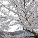 동학사1·2로 이미지