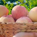 의성4농장 이미지