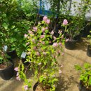 스트로베리힐 이미지