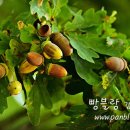 꽃씨 이미지
