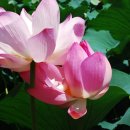 청춘바다 이미지