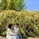 동대만휴게소 | 남해 목향장미(산들예술원): 4월, 5월 가족여행 가볼 만한 곳