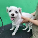 울산애견미용 러빙도기 이미지